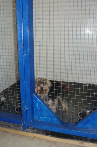 Seperate room for smaller dogs