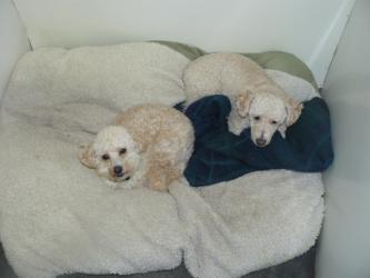 Seperate room for smaller dogs